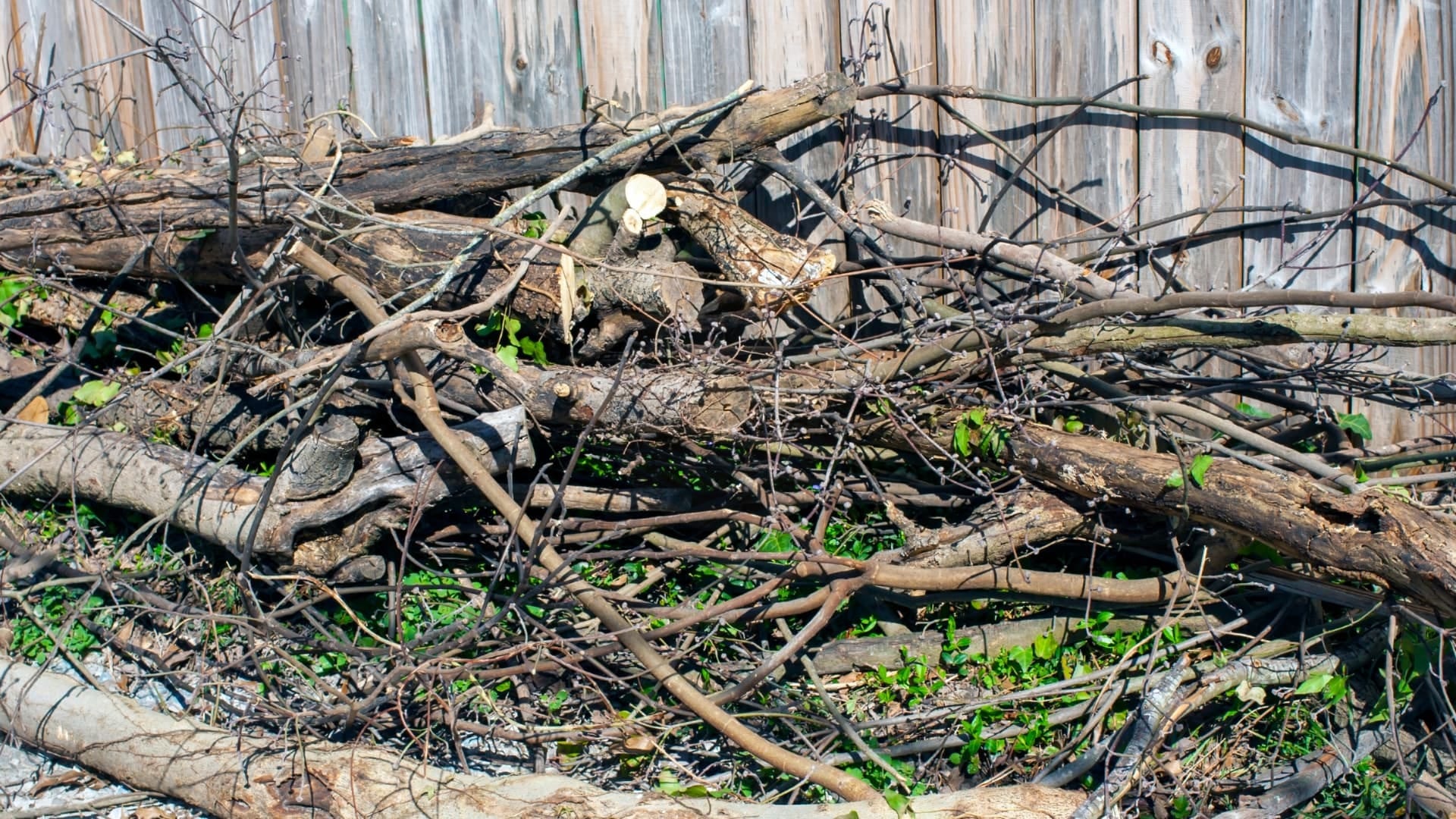 Tree limbs